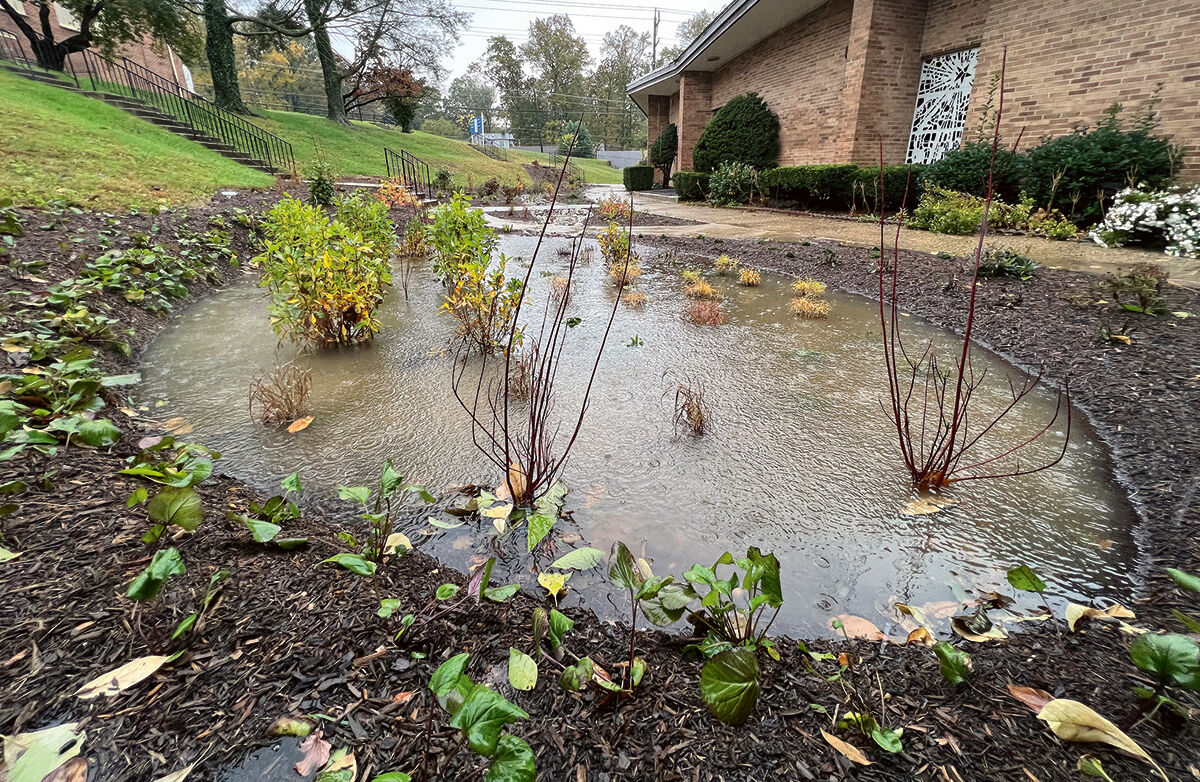 Wet rain garden
